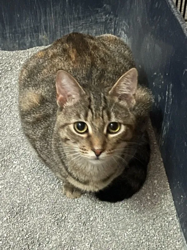 Brûlée thumbnail 2