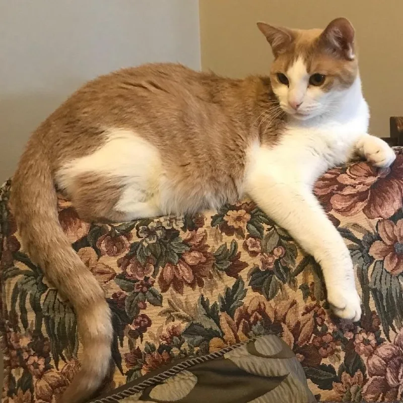 A senior large-sized male Domestic Short Hair cat named Vinny for adoption in Jupiter, FL