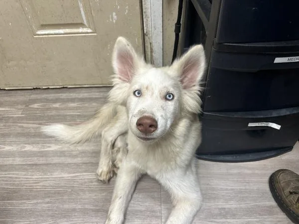 A young small-sized male Siberian Husky dog named Will for adoption in Oceanside, CA