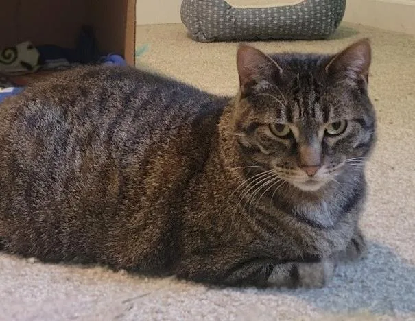 An adult medium-sized female Domestic Short Hair cat named Chilly for adoption in Colorado Springs, CO