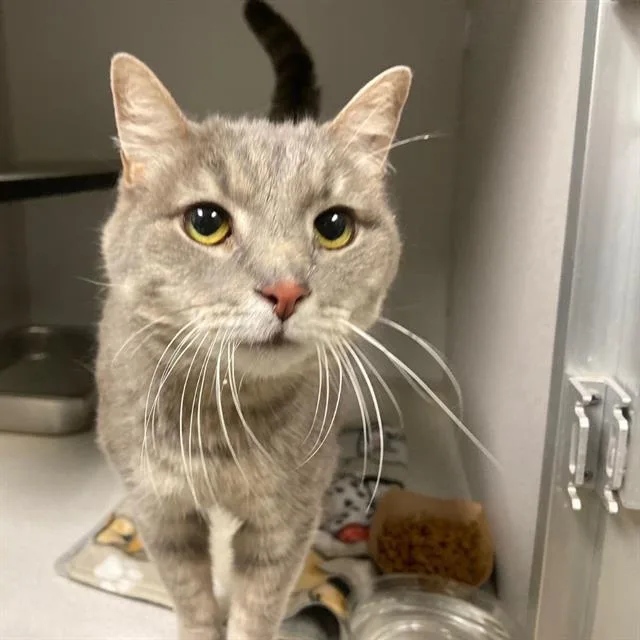 An adult medium-sized female Domestic Short Hair cat named Wren for adoption in Aurora, CO