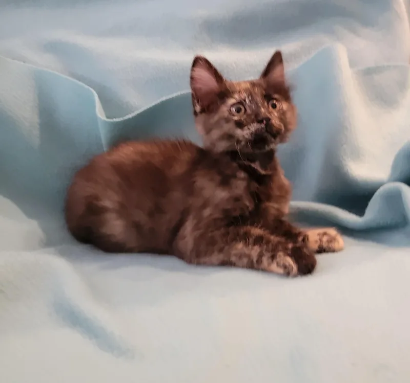 Marbles