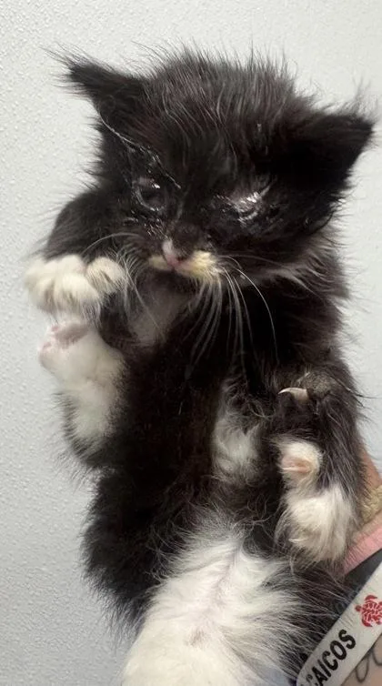 A baby small-sized female Domestic Long Hair cat named Spade for adoption in West Chester, PA