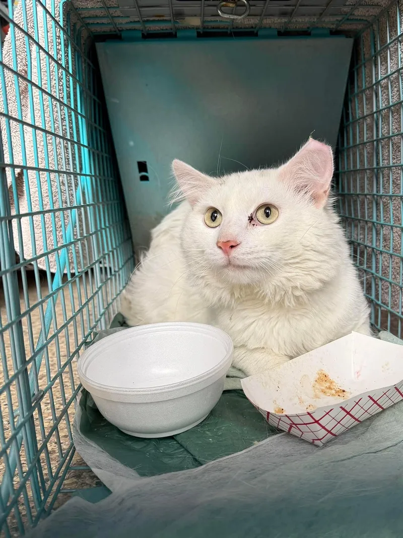 An adult medium-sized male White Turkish Angora cat named Saki for adoption in Mechanicsburg, PA