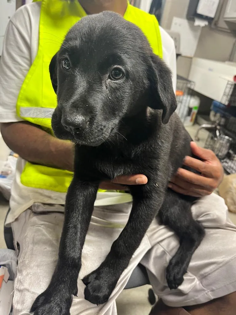 A baby medium-sized female Terrier dog named Selena for adoption in Hopkinsville, KY