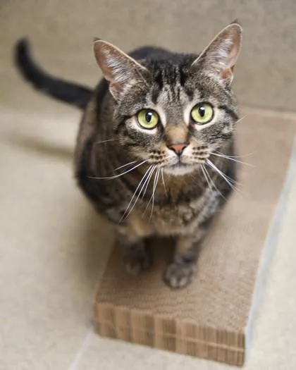 An adult medium-sized female Domestic Short Hair cat named Dora for adoption in Ringoes, NJ