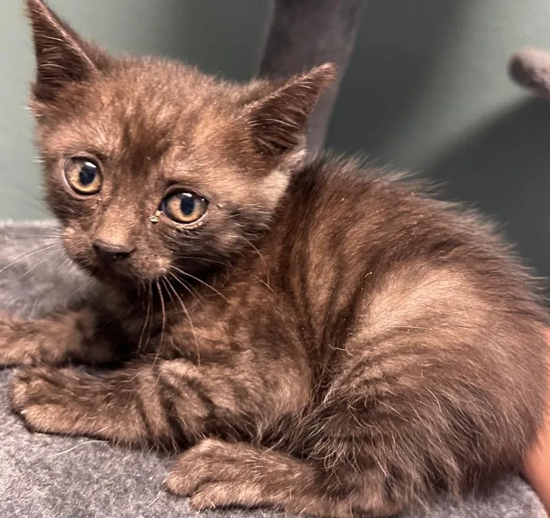 A baby medium-sized male Domestic Short Hair cat named Benny for adoption in Seven Points, TX