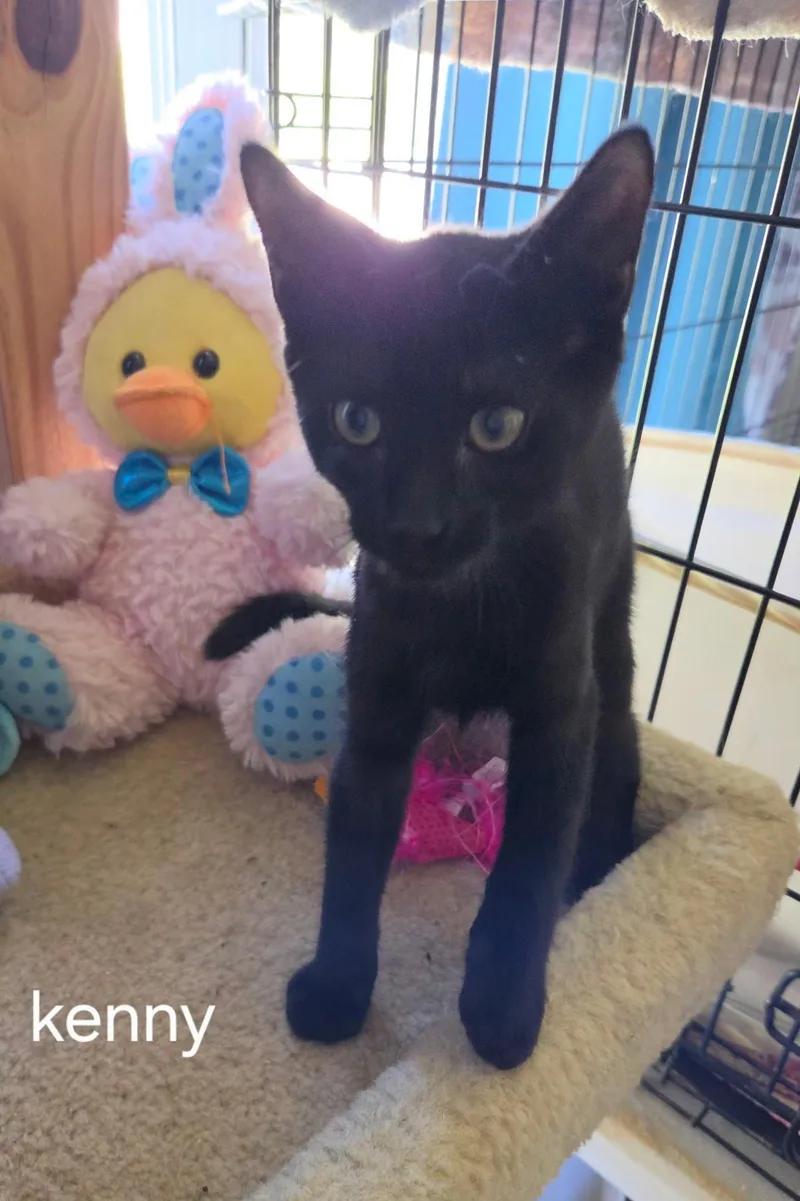 A baby medium-sized male Black Domestic Short Hair cat named Kenny for adoption in Oviedo, FL