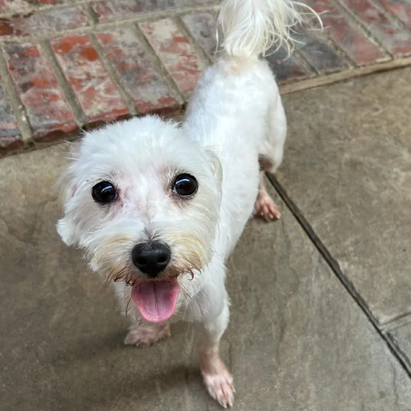 An adult small-sized male White / Cream Maltese dog named Willy Wonka for adoption in Houston, TX