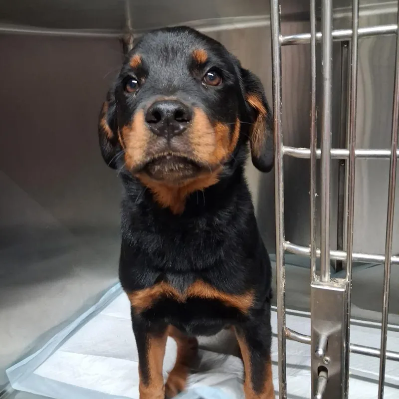 A baby medium-sized female Black Mixed Breed dog named Hilton for adoption in Pauls Valley, OK