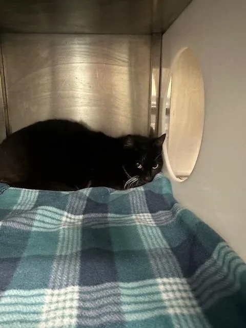 A young medium-sized male Domestic Medium Hair cat named Smokey Robinson for adoption in Rome, GA