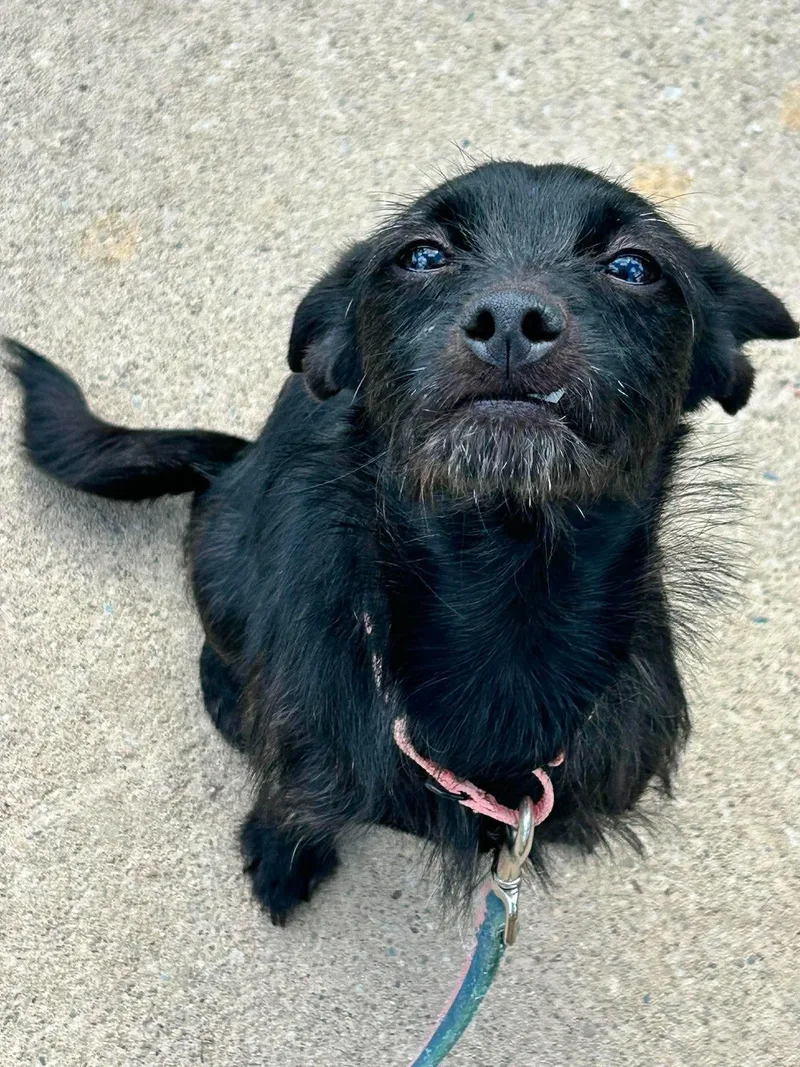 A young small-sized female Black Terrier dog named Rumi for adoption in Brunswick, OH