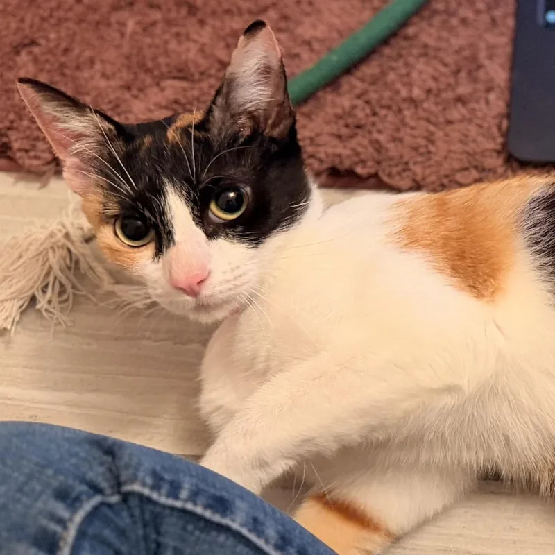 A young medium-sized female Calico Domestic Short Hair cat named Luna for adoption in Pacific Palisades, CA