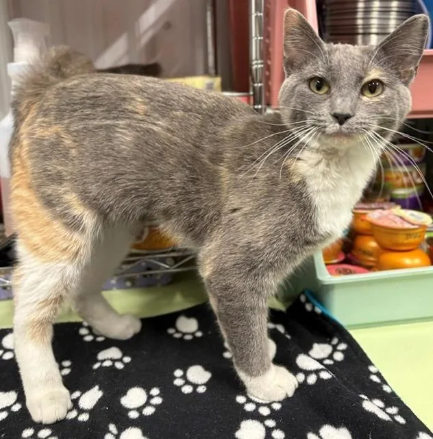 A young small-sized female Domestic Short Hair cat named Bonita for adoption in Ladysmith, WI