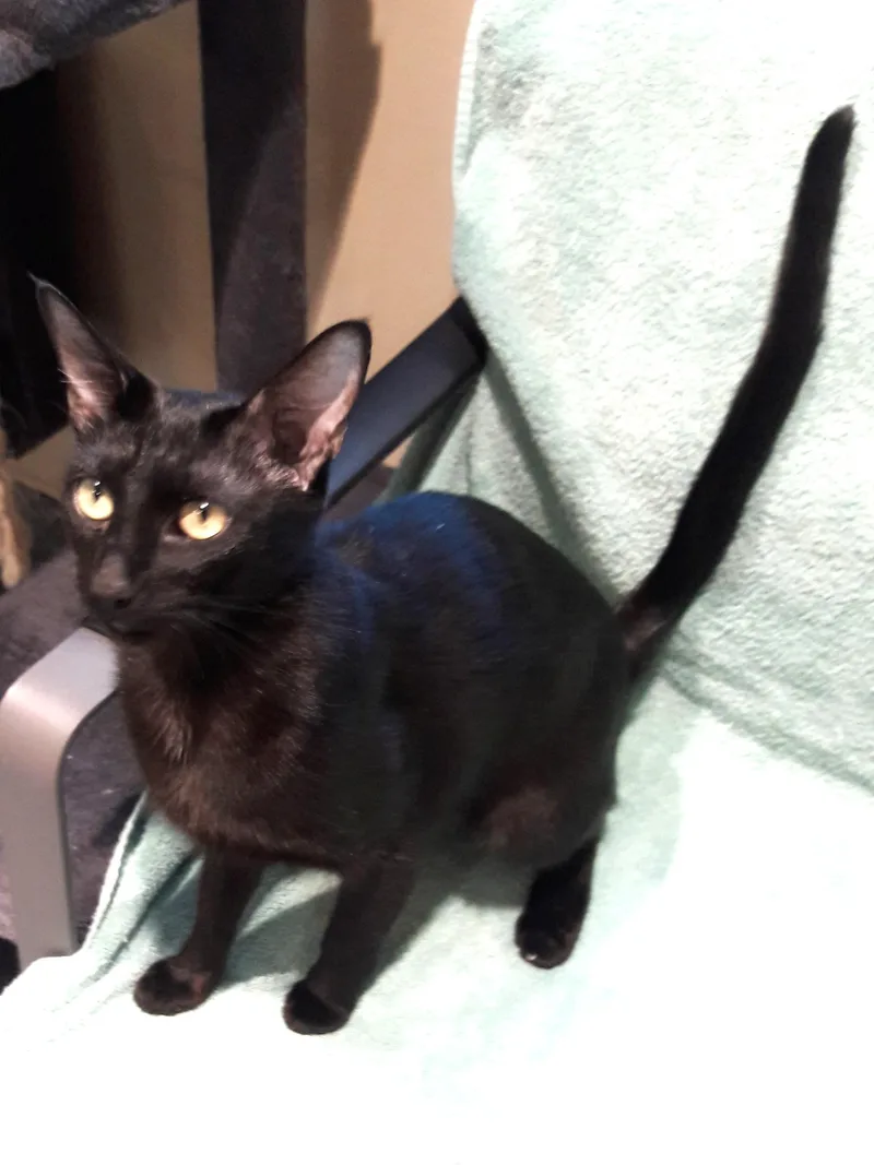 An adult medium-sized female Black Domestic Short Hair cat named Wanda for adoption in Mesquite, NV