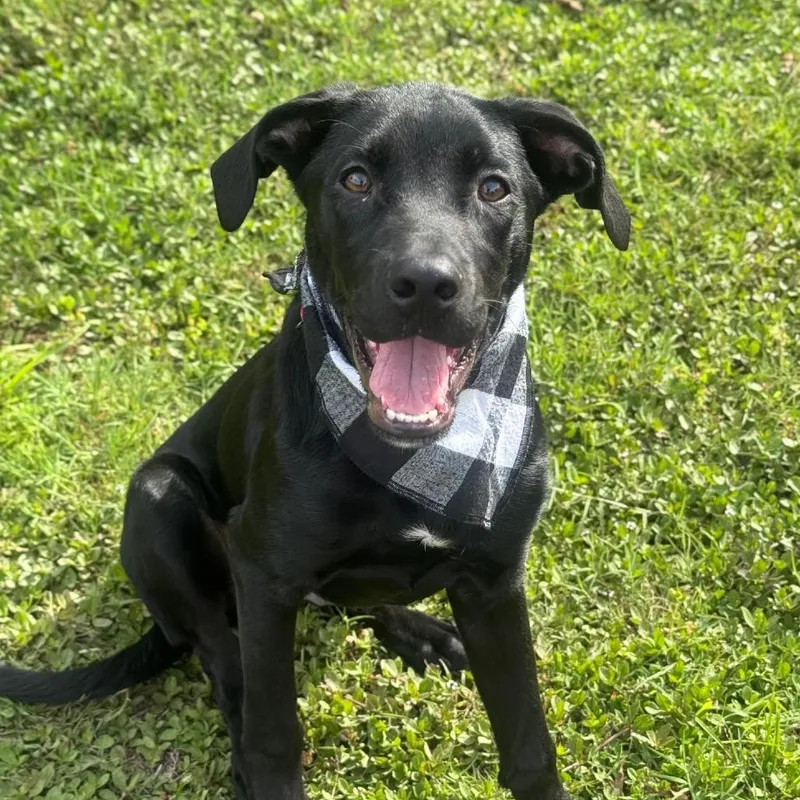 A baby medium-sized male Black Labrador Retriever dog named Jet Mario for adoption in Sarasota, FL