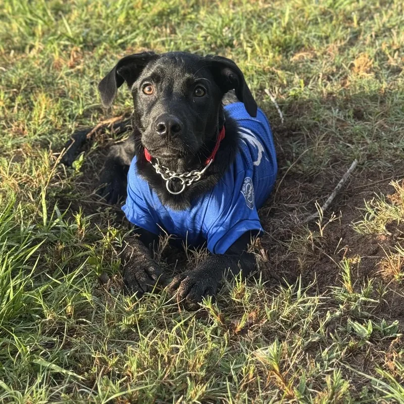 Jet Mario thumbnail 2