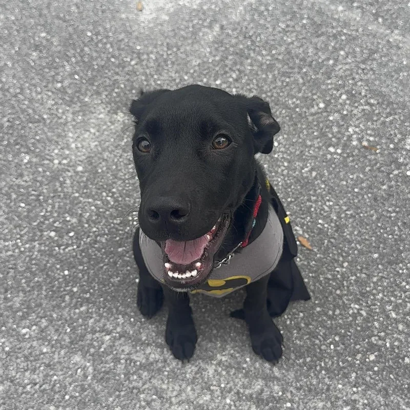 Jet Mario thumbnail 3