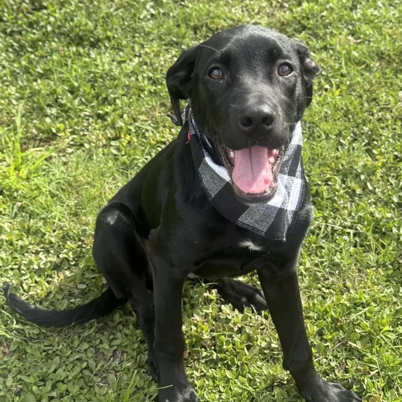 Jet Mario thumbnail 4