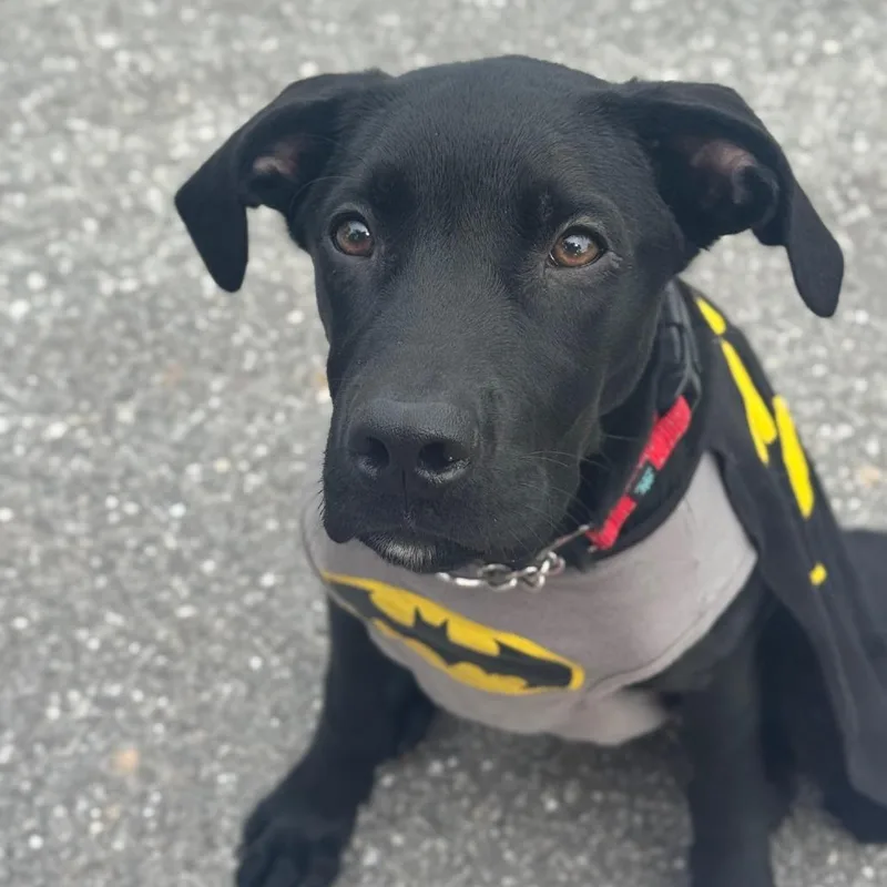 Jet Mario thumbnail 6