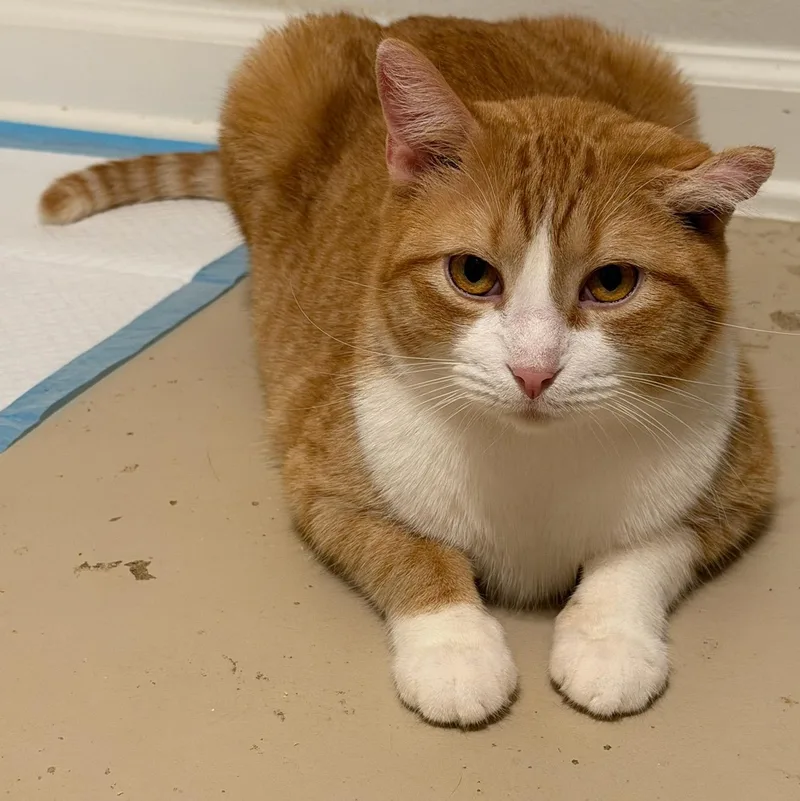 An adult large-sized male Tabby (Orange / Red) Domestic Short Hair cat named Chuckie for adoption in Houston, TX