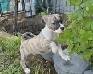 A baby medium-sized male Brindle Mixed Breed dog named Conner for adoption in East Flat Rock, NC