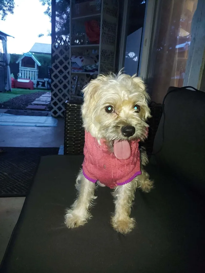 An adult small-sized female Maltese dog named Dolly & Randy for adoption in Port Saint Lucie, FL