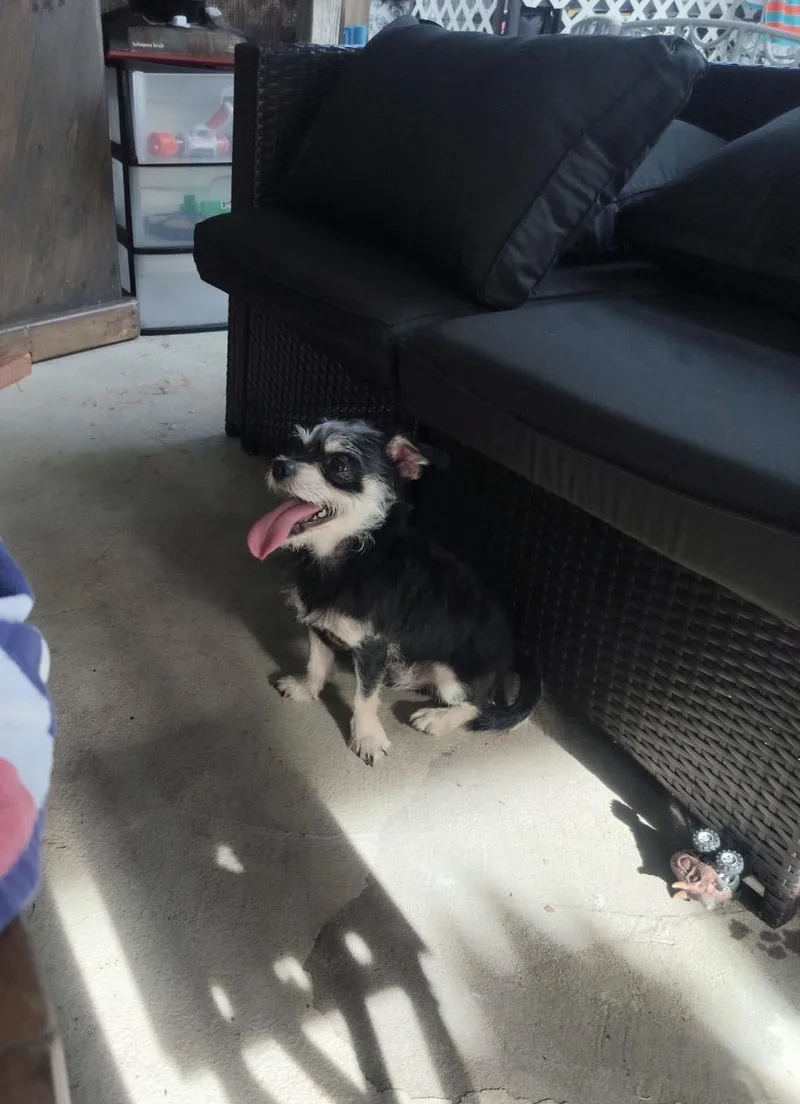 Dolly & Randy thumbnail 3