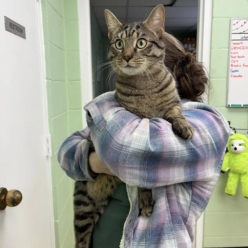 Sir Loin thumbnail 2