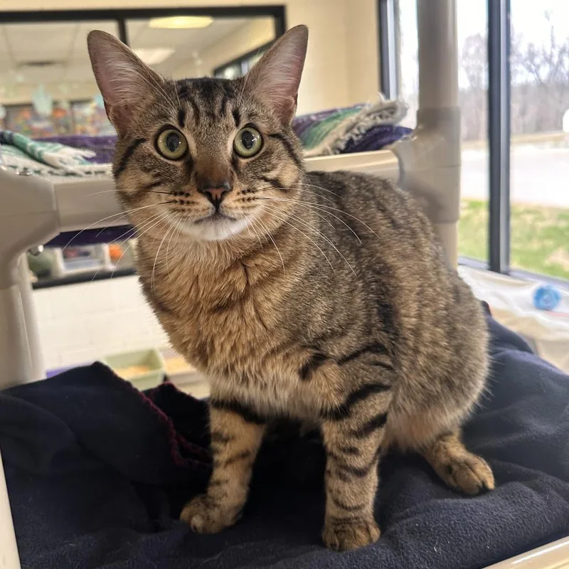 Sir Loin thumbnail 3