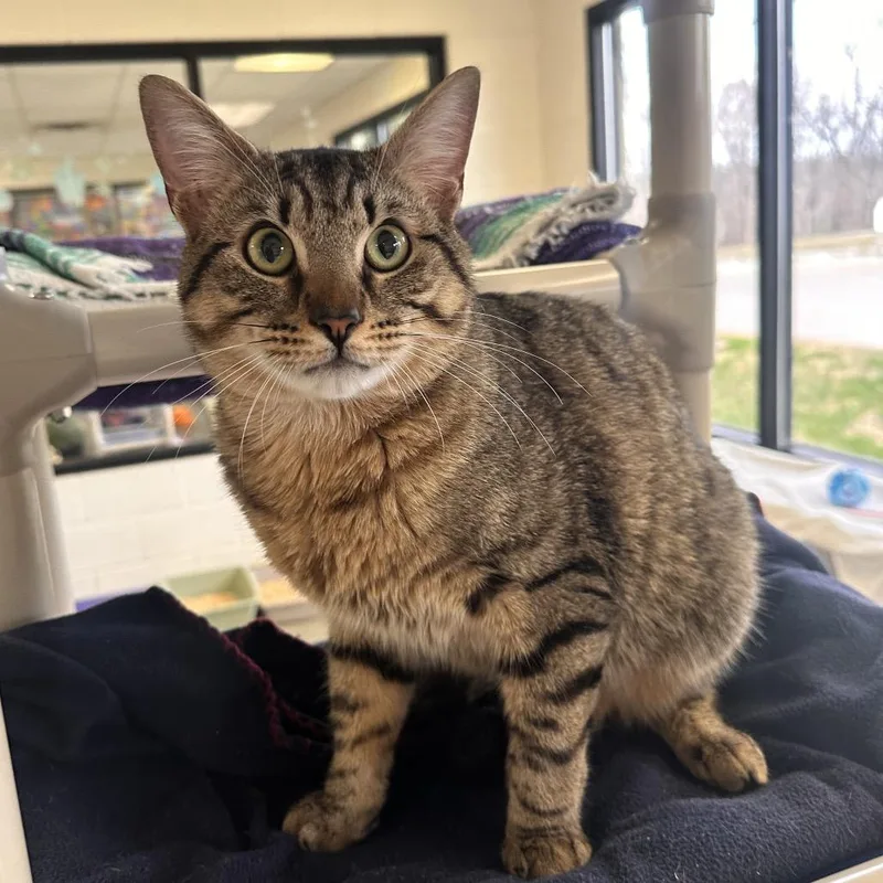 Sir Loin thumbnail 4