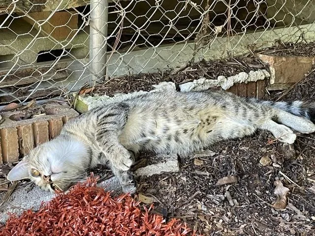 A young small-sized female Domestic Short Hair cat named Audrey for adoption in Little Rock, AR