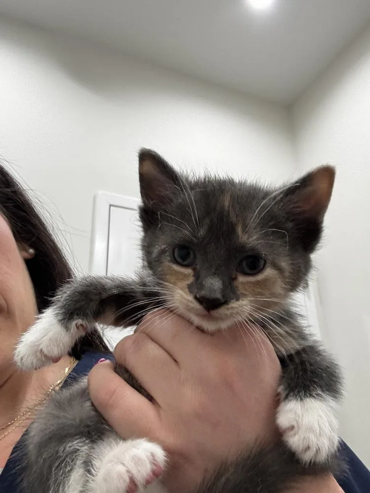 A baby small-sized female Gray / Blue / Silver Domestic Short Hair cat named Vanessa for adoption in Brewster , NY
