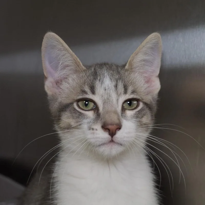 A baby medium-sized male Domestic Short Hair cat named Biggen for adoption in Shoreline, WA