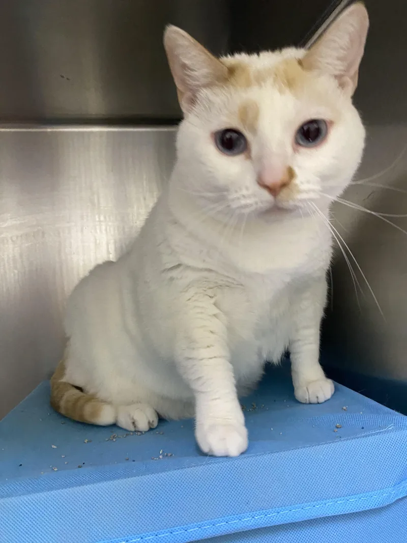 A young medium-sized female Buff & White Domestic Short Hair cat named Mimi for adoption in Waltham, MA