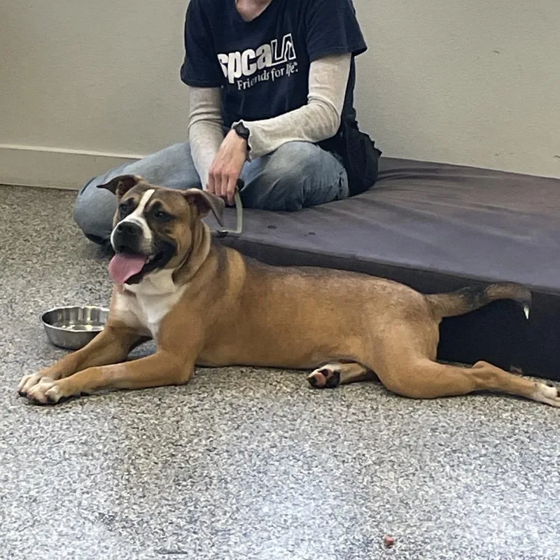 A young medium-sized male Brown / Chocolate Boxer dog named Diego for adoption in Hawthorne, CA