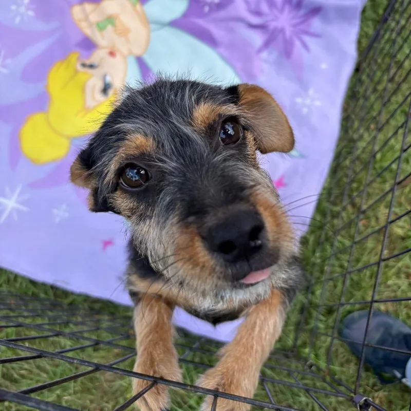 A baby small-sized male Black Yorkshire Terrier dog named Neville for adoption in Houston, TX