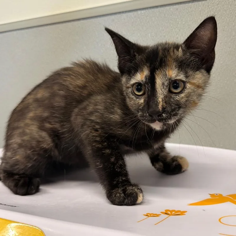 A baby small-sized female Calico Domestic Short Hair cat named Bonnie for adoption in Tampa, FL