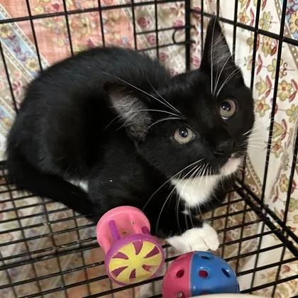 A baby small-sized female Domestic Short Hair cat named Cairo for adoption in Merriam, KS