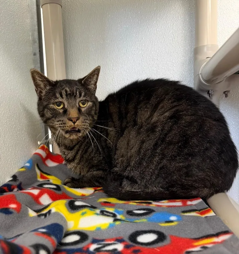 A senior medium-sized male Domestic Short Hair cat named Jackson for adoption in Gillette, WY