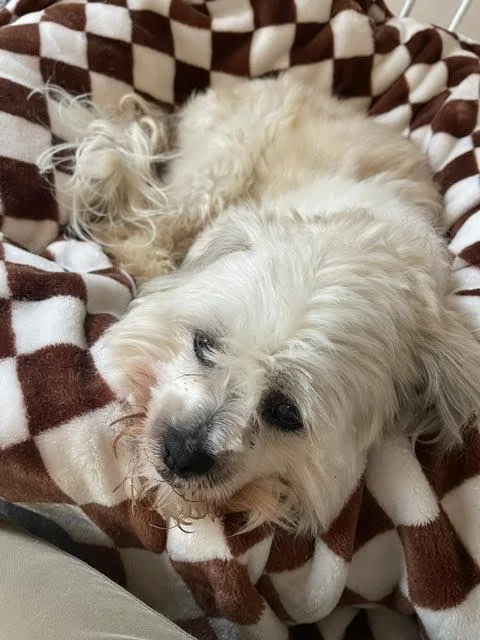 An adult small-sized male Havanese dog named Wonton for adoption in Cumming, GA
