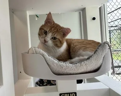 An adult large-sized male Domestic Short Hair cat named Tilt for adoption in Sultan, WA