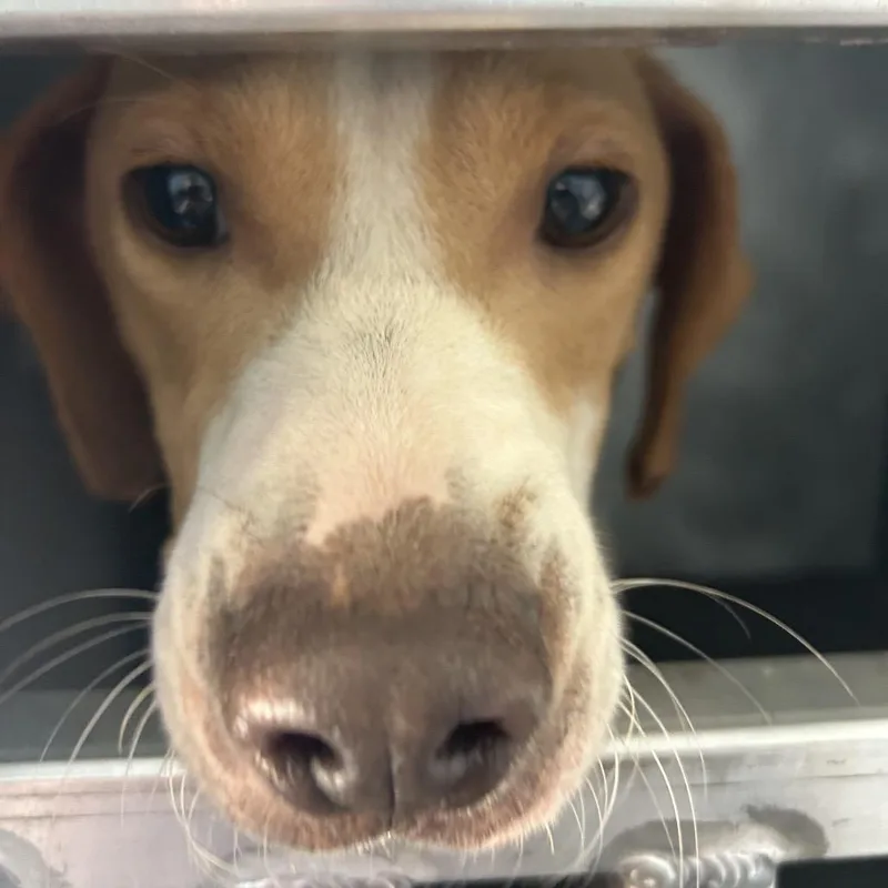 An adult medium-sized male White / Cream Mixed Breed dog named Simon for adoption in Greensboro, NC