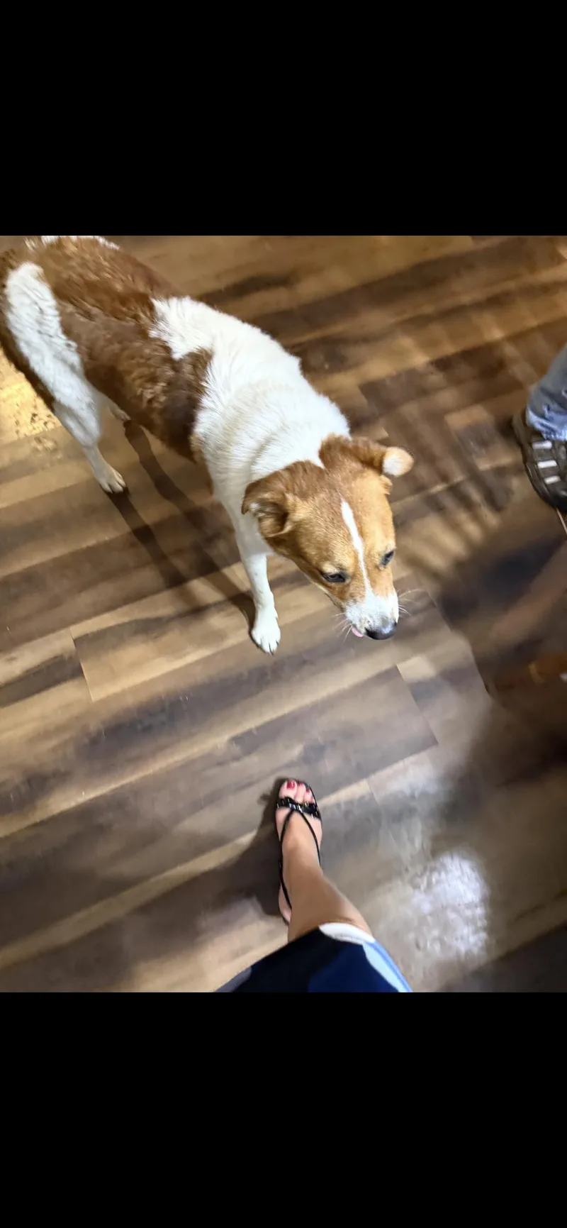 A young medium-sized male Border Collie dog named Ricko for adoption in Cordova, TN