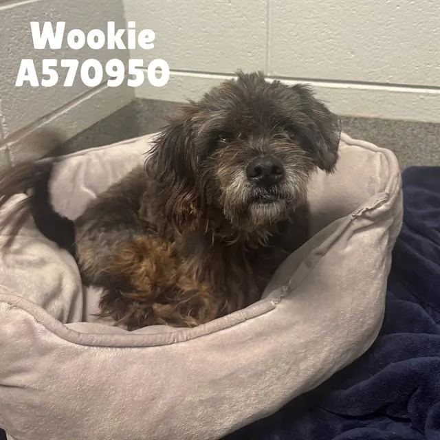 Wookie