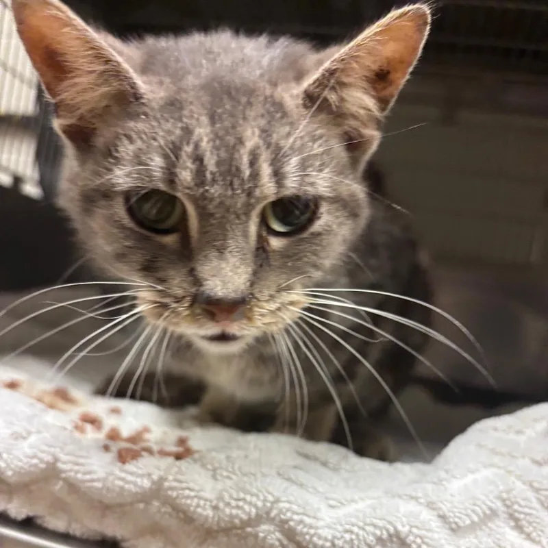 An adult small-sized male Gray / Blue / Silver Domestic Short Hair cat named Norman for adoption in Bristol, IN
