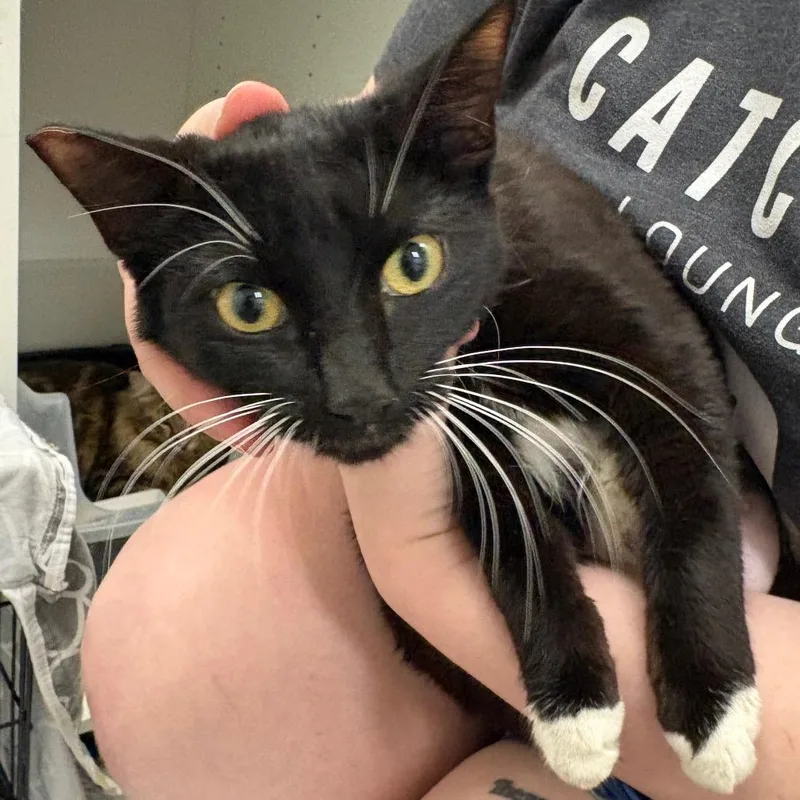 A young small-sized female Black Domestic Short Hair cat named Salen for adoption in Pacific Palisades, CA