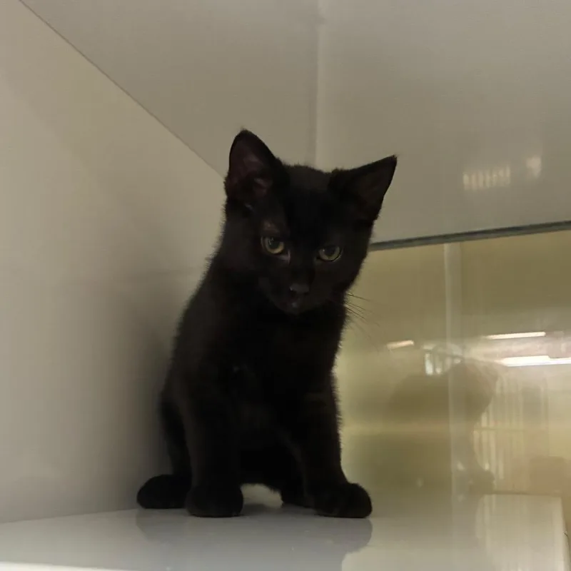 A baby small-sized female Black Domestic Medium Hair cat named Jet for adoption in Danville, KY