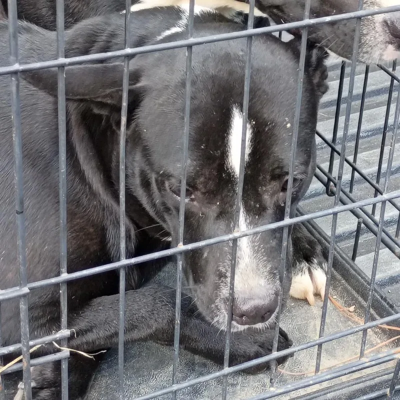 A young medium-sized female Black Mixed Breed dog named Goomy for adoption in Columbus, GA