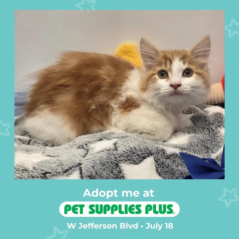 A baby small-sized male Buff / Tan / Fawn Domestic Medium Hair cat named McKinley for adoption in Fort Wayne, IN
